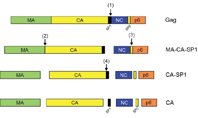 Figure 1-2: Diagram of HIV-1 Pr55 gag   and the sequential cleavage of Gag polyprotein
