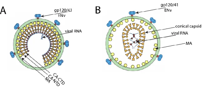 Figure 1-3: Diagram of the immature (A), and mature (B) HIV-1 virion. (A) Gag  molecules align through attachment of the MA domain to the inner leaflet of the 