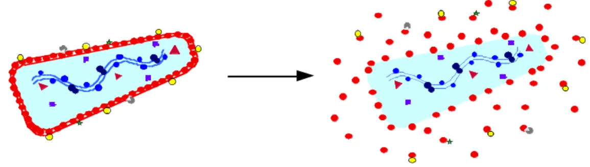 Figure 1-4: A schematic of HIV-1 uncoating. The capsid shell disassembles and releases  the core contents, specifically the viral ribonucleoprotein complex (RNP) into the 