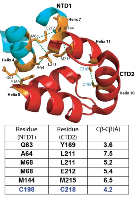 Figure 2-1: A view of the NTD-CTD interface showing an NTD (blue) from one subunit  in close proximity to a CTD (red) from another subunit