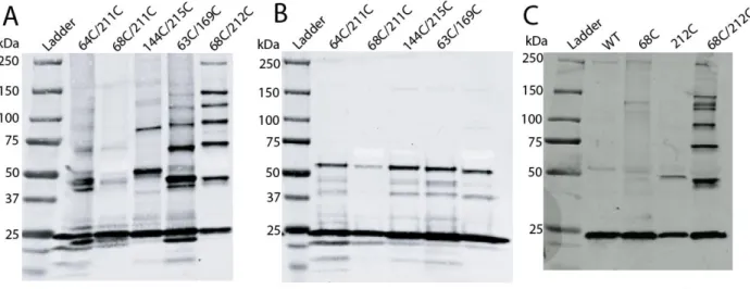 Figure 2-2: CA subunits virions with engineered cysteines at the NTD-CTD capsid  interface spontaneously crosslink into hexamers in HIV-1 particles