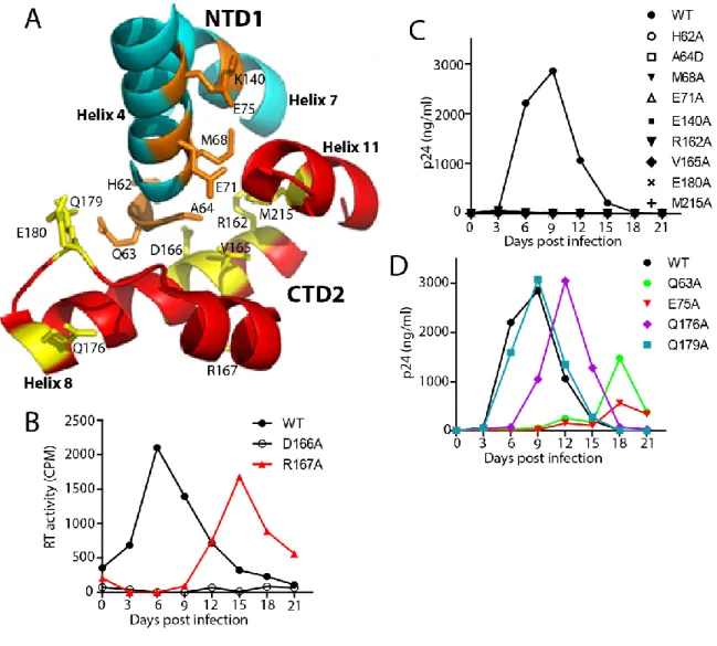 Figure 2-3: Most NTD-CTD CA interface mutants fail to replicate in CEM cells. (A)  Structural view of the NTD-CTD interface showing two different subunits, NTD (blue)  and CTD2 (red) and the side chains of residues targeted for mutagenesis (PDB: 3H4E)