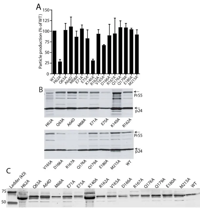 Figure 2-4: Particle production and Gag processing of HIV-1 CA NTD-CTD mutants. 