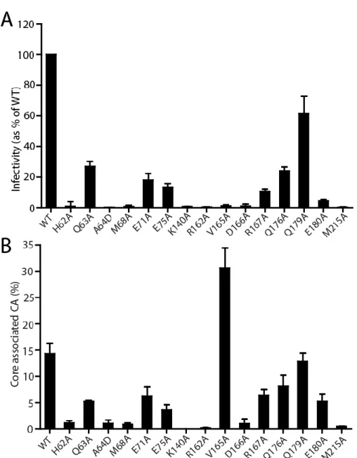 Figure 2-5: Mutations at the NTD-CTD intersubunit interface impair HIV-1 infectivity  and alter capsid stability