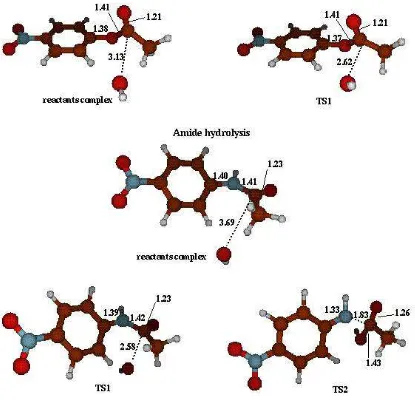 Figure 1.  B3LYP/6-31+G* geometries of reactants and transition states for hydroxide attack on p-nitrophenyl acetate and p-nitroacetanilide, which are minimal representations of the ester and amide substrates of 43C9, respectively