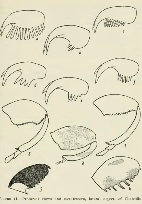 Figure 11. — Protarsal claws and metafemora, lateral aspect, of Chalcidini a, Chalcis lasia, new species: Protarsal claw.