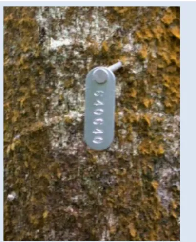 Figure 7.14.  An example of an  aluminum  tree  tag  located  on  a tree in the plot 