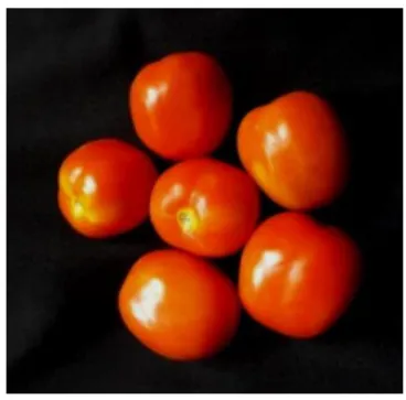 Gambar 1.  Buah tomat (dokumentasi pribadi) 