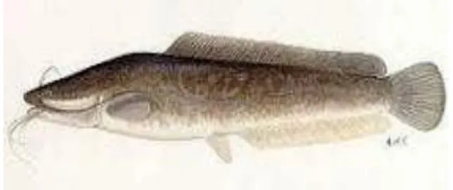 Gambar 1. Ikan Lele Dumbo  Sumber : Novriyanto (2018). 