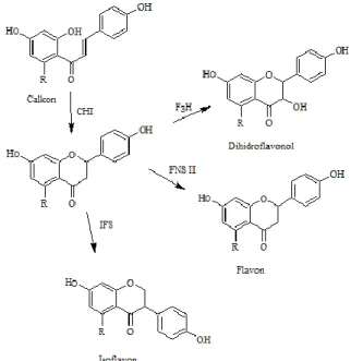 Gambar 2. Reaksi pembentukan isoflavon dalam kedelai  Sumber : Farida F.S. (2019). 