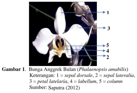 Gambar 1.  Bunga Anggrek Bulan (Phalaenopsis amabilis)           Keterangan: 1 = sepal dorsale, 2 = sepal lateralia,  