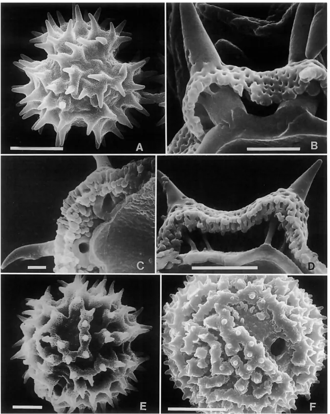 FIGURE  1  .-Scanning  electron photomicrographs  (SEM)  of  pollen of Vemonieae and Liabeae, all specimens in  the  United  States National  Herbarium  (US)