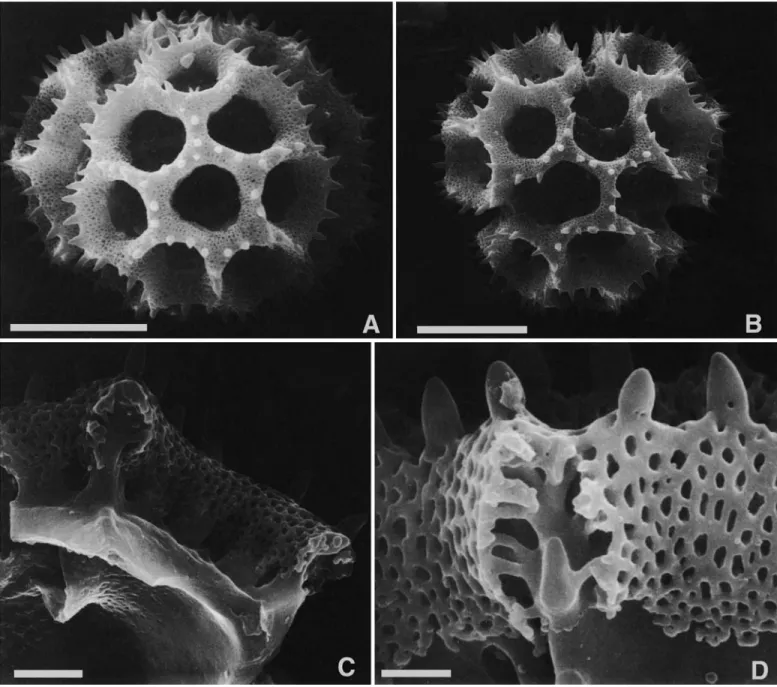 FIGURE  2.-SEM  of pollen  of  Lessingiunthus argyrophylllus (Less.)  H. Rob., Brazil, Heringer 16738  (US):  A, 
