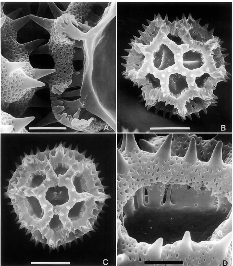 FIGURE  3.-SEM  of  pollen of Vemonieae (all US):  A,  Lessingianthus luurifolius  (DC.) H