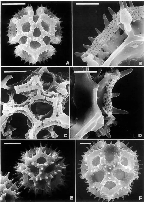 FIGURE  4.--SEM  of pollen of Vemonieae, Lepidup/ou (all  US):  AX,  L.  salzmannii  (DC.) H