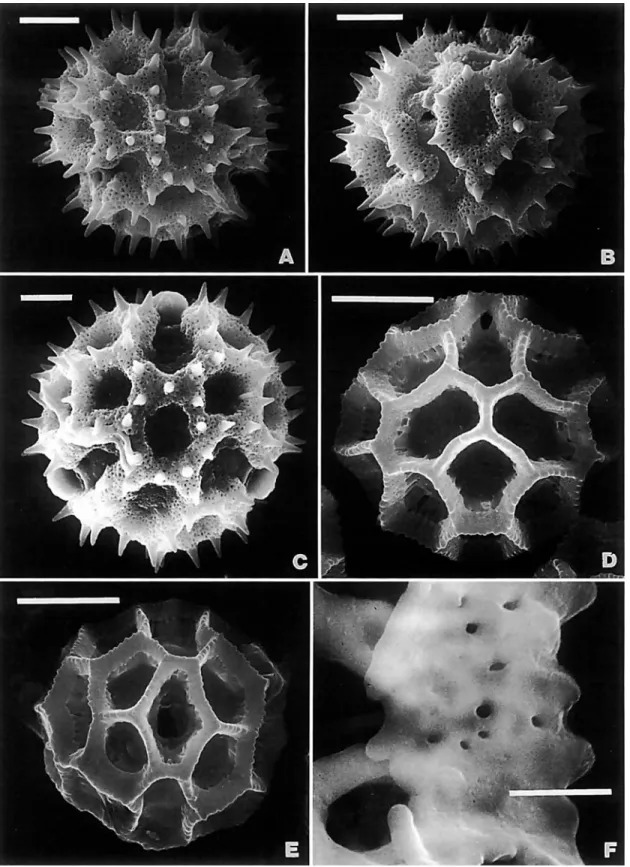 FIGURE  6.-SEM  of pollen of Vernonieae (all US):  A,B,  Chresto  exsuccu  DC., Brazil, Heringer 7034:  A,  type  C,  near polar view showing polar  lacuna;  B,  near colpar view
