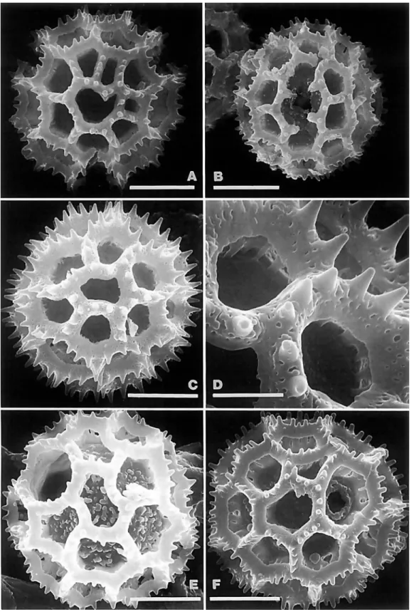 FIGURE  7.-SEM  of pollen of Vemonieae (all  US):  A,B,  Elephanfopus riparius Gardn., Brazil, Anderson  9941: 