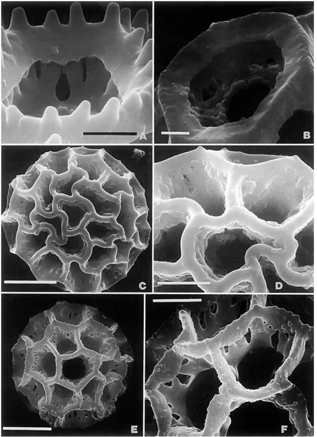 FIGURE  I.--SEM  of pollen  of Vemonieae (all  US):  A,  Rolundrufiticosu  (L.)  Kuntze, Brazil, Mudeish  760,  enlargement of lacuna, form showing lack of perforations in tectum