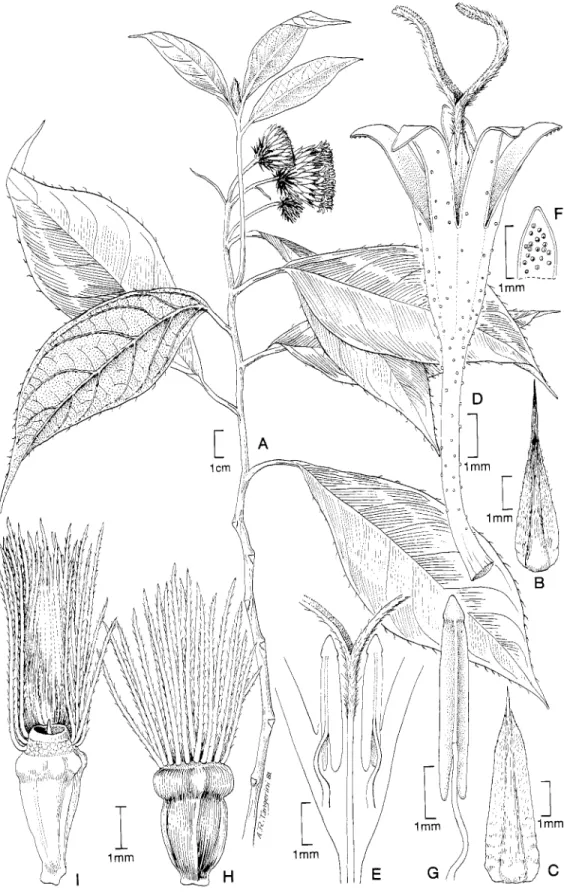 FIGURE  9.Strumentopuppus pooleue (B.L. Turner) H. Rob.  &amp;  Funk, subtribe Leiboldiinae:  A,  habit;  B,C,  outer  and inner involucral bracts;  D,  corolla showing tips of stamens and style;  E,  schematic section of corolla throat  showing positions 