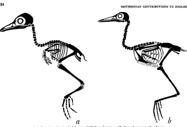 FIGURE 7. Cleared and stained skeletons of Rallus elegans: a, 17 days of age (posthatching);