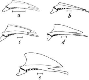 FIGURE 8.—Development of the sternum of a flying rail to show how the carina in its early stages corresponds to the shape of the carina in different species of flightless rails: