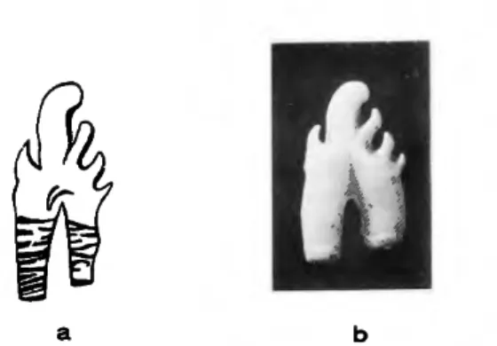 FIGURE 1.—Lobodon species: a, the holotype of Lobodon  vetus, after Leidy (1853b) (X 1), as confirmed by Leidy (1869: 