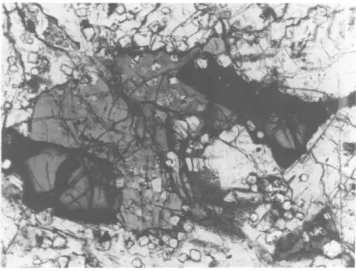 FIGURE 7.—Allende 3529-29: rhonite (darker gray, black borders) and fassaite (lighter gray) enclosed in melilite; idiomorphic spinel grains, average 0.05 mm, are present in melilite and fassaite.