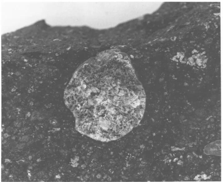 FIGURE 1.—Allende 3529-G, a melilite-fassaite-spinel-anorthite chrondrule, 25 mm in diameter;