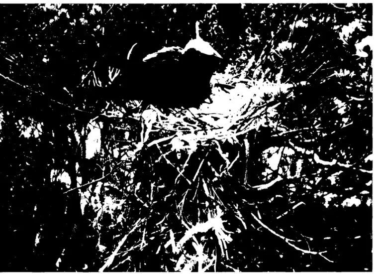 Figure 6.  Brown Noddy  on nest filled with broken bivalve shells in Suriana maritima bush on south end of Isla Perez, Alacran Reef,  6 July  1986