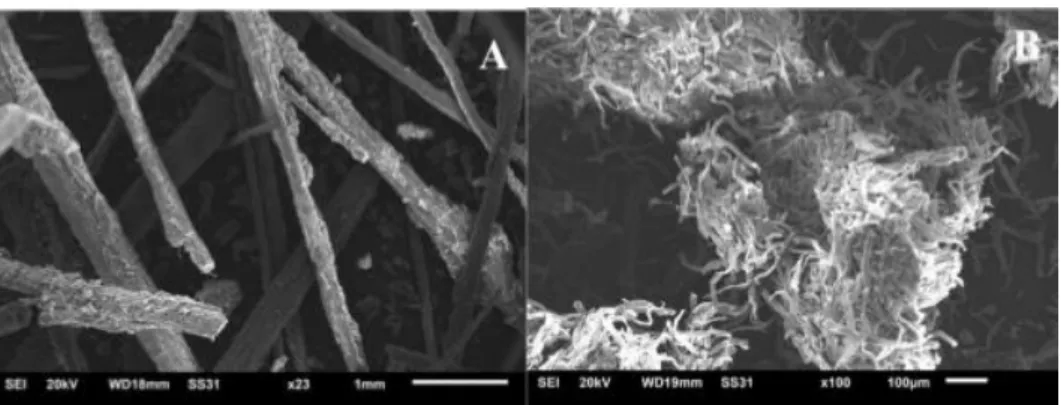 Gambar  3.2.  SEM  dari  serat  (A)  dan  selulosa  (B)  dari  limbah  kelapa  muda  (Rentang 1 mm dan 100 µm) (Cerqueira et al., 2017) 