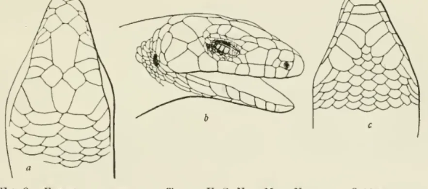 Fig. 2. — Eu.MECES pekinensis. Type. U. S. Nat. Mus. No. 60683. 3 X nat. size