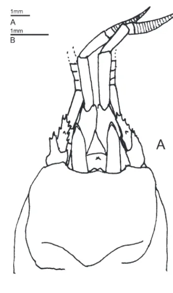 Cheiroplatea laticauda Boas, 1926: 44, Figs. 2, 10B, 11C, 24,  25B; Balss, 1944: 657; Pilgrim, 1965: 556; Forest, 1987a: 93,  Figs