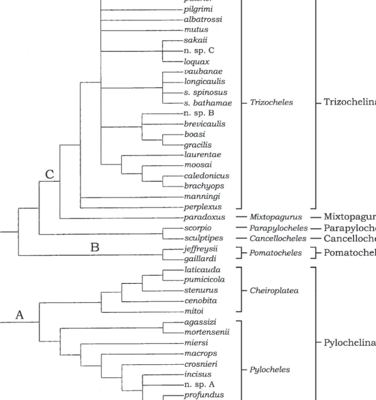 Fig. 1. Strict consensus cladogram of pylochelid inter- and intrageneric relationships (adapted from Lemaitre et al., 2009)