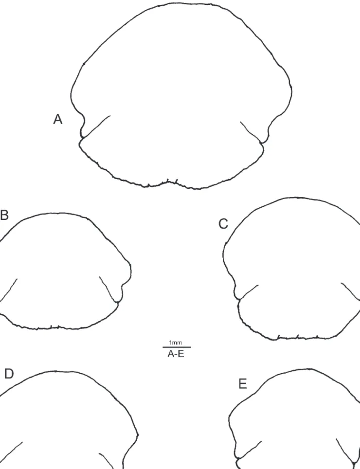 Fig. 9. Bathycheles integer (Forest, 1987). Tergites of sixth pleonal segment. A, holotype of P