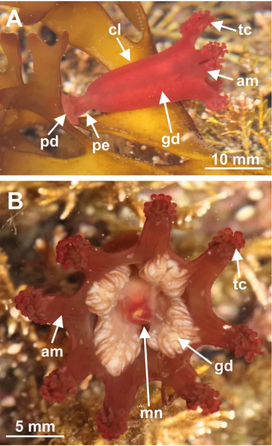 Systematics Of Stalked Jellyfishes (Cnidaria: Staurozoa)