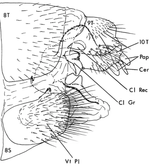 A Revision of the Genus Leptonema Guerin (Trichoptera