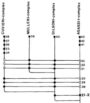 FIG.  26. Synapomorphy diagram of cuvieri,  mulleri, gilsoni and agassii complexes. Characters  are numbered as those in the text