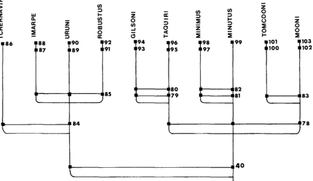 FIG.  29.   Synapomorphy diagram of species of gilsoni complex. Characters are numbered as those in  the text