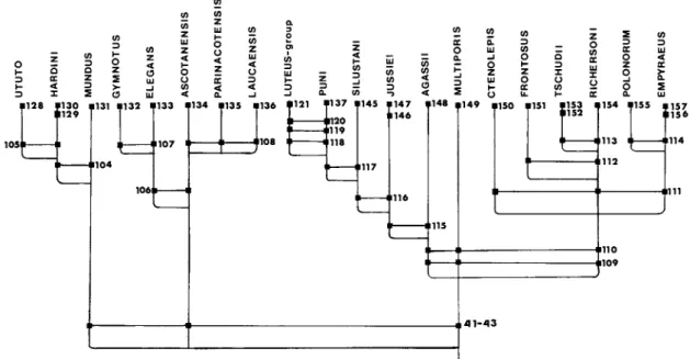 FIG.  30. Synapomorphy diagram of species of agassii complex. For relationships within the luteus  group, see figure 31