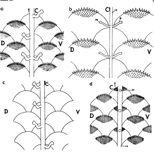 FIGURE 2.—Diagramatic representation of lateral lines in Cynoglossus to show the variations in the perforating ducts in the different species: a, C