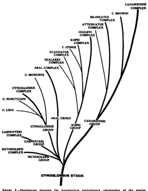 FIGURE 3.—Dendogram showing the hypothetical evolutionary relationship of the species complexes of Cynoglossus.