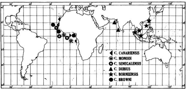 FIGURE 4.—Distribution of canariensis-browni complex of species.
