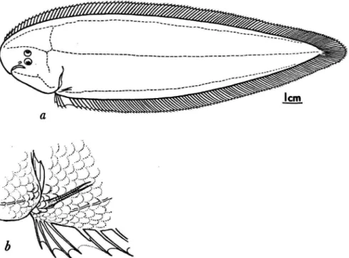 Cynoglossus (Trulla) zanzibarensis Norman, 1939:105, fig. 36 [type-locality: Zanzibar, 183-293 m].—Nielsen, 1961:226 [off Durban, 430-595 m]; 1964:132 [off Durban, 230 m].