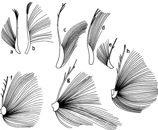 FIGURE 3.—Sensory bristle of 1st antennae of adult males of selected genera of the subfamilies Philomedinae (a-e) and Pseudophilomedinae (J-h): a, Euphilomedes agilis (Thomson, 1879); b, Philomedes heptathrix Kornicker, 1975; c, Scleroconcha arcuata Poulse