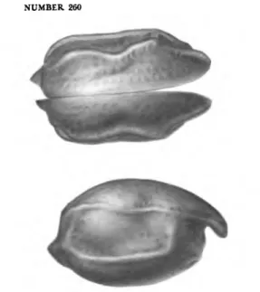 FIGURE 5.—Harbamus paucirhelatus (Kornicker, 1958), adult female, USNM 149329, length 0.92 mm, complete specimen, dorsal and lateral views.