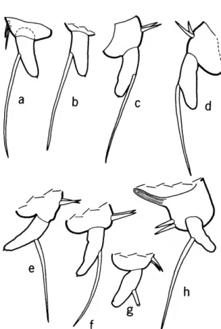 FIGURE 8.—Variability of the endopodites of the 2nd anten- anten-nae of adult females of Harbansus paucichelatus (Kornicker, 1958), USNM 150107: a, left endopodite, lateral view; b, right endopodite, medial view (bristles of basal segment not shown)