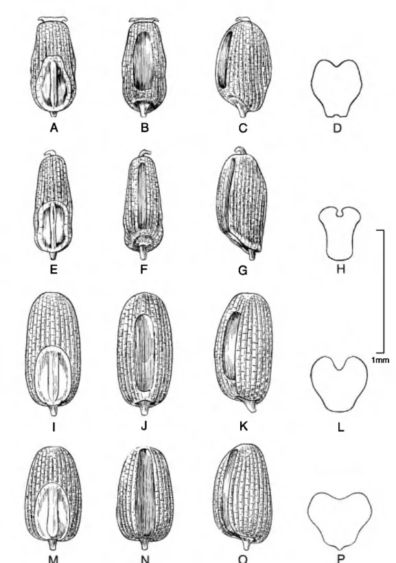 Figure 5. Caryopses of Eragrostis species. •A•D. E. soratensis (P. M. Peterson, N. F. Refulio Rodriguez &amp; F