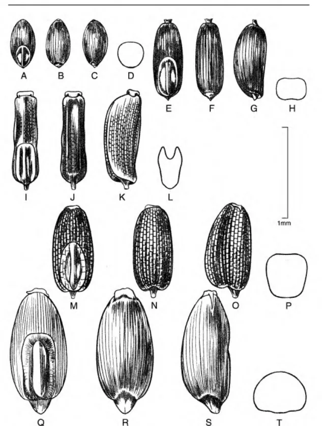 Figure 6. Caryopses of Eragrostis species. •A-D. E. tenella (S. Llatas Q. 1180). •E•H