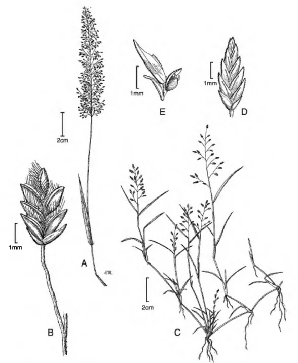 Figure 7.    Eragrostis tenella. •A. Habit. •B. Spikelet. Eragrostis hypnoides. 