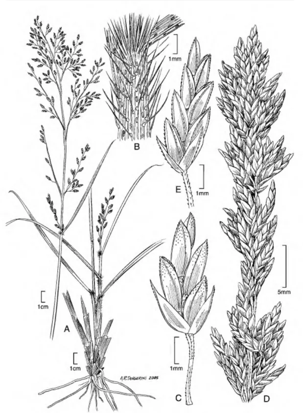 Figure 8.    Eragrostis andicola (J. F. Machride 2926, 3516). •A. Habit. •B. Sheath and blade